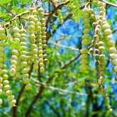 Prickly acacia pods