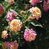 Yellow and pink lantana flowers