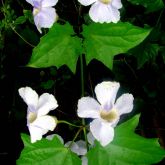 Blue thunbergia leaves and flowers