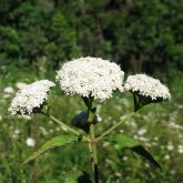 Candyleaf flowers