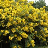 Easter cassia plant