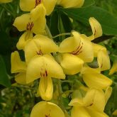 Golden chain tree flowers