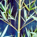 Thumbnail of Bamboo