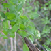 Thumbnail of Bridal creeper