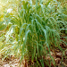 Thumbnail of Gamba grass