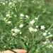 Thumbnail of Parthenium