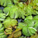 Thumbnail of Salvinia