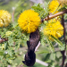 Thumbnail of Mimosa bush