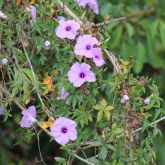 Coastal morning glory flowers