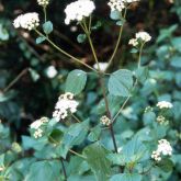 Crofton weed plant with flowers