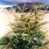 Firethorn plant