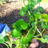 Kidneyleaf mudplantain plant