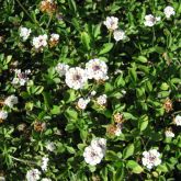 Lippia flowers