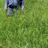 Navua sedge plant