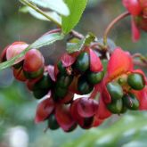 Ochna fruit close-up