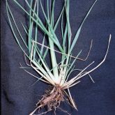Parra grass root system