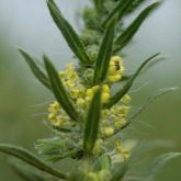 Kochia flower and leaves