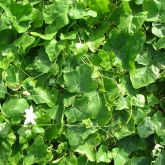 Ivy gourd mass of leaves