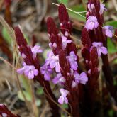 Purple witchweed flowers