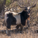 Thumbnail of Feral goat