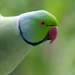 Thumbnail of Indian ringneck parrot