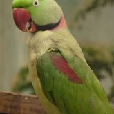 Alexandrine parakeet