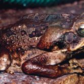 Cane toad on brick