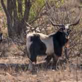 Feral goats