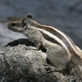 Indian palm squirrel dorsal view