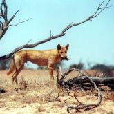 Dingo with prey