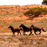 Feral horses