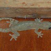 Asian house gecko grey-green