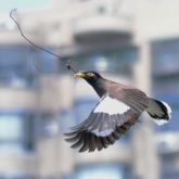 Indian myna flying