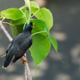 Rear view of jungle myna