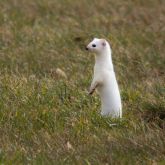 White stoat