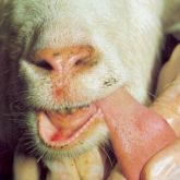 Goat with 2-day-old lesions on tongue and upper and lower lips.