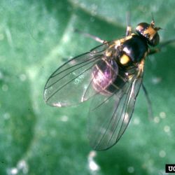 A small black-and-yellow fly on a leaf