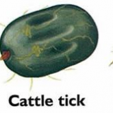 Comparison image showing the bush tick, cattle tick and paralysis tick