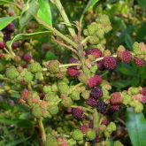 Candleberry myrtle fruit close-up