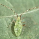 Teardrop-shaped green insect with antennae striped white and reddish-brown.