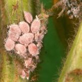 Colony of pinkish mealybug