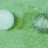 Normal helicoverpa eggs