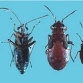 Dorsal and ventral view. Wingless nymphs are redder and more rounded than adults