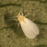 Yellow body with overlapping white wings held flat over the body