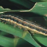 Caterpillar with longitudinal stripes