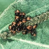 Orange nymphs with black markings emerging from eggs laid in two adjacent rows