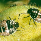 Rounded bugs with dark head and thorax, light brown abdomen with a dark spot bisected by a horizontal pale stripe in the middle of the back