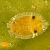 African citrus psyllid nymph and eggs