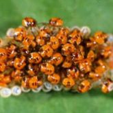 Cluster of small, bright orange nymphs with brown spots