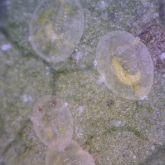 Whitefly nymph cases with a pale to yellow wasp larvae visible in each.